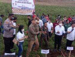 Panen Kentang Upland, Pemkab Minsel Berterima Kasih Kepada Pendonor dan Kementerian