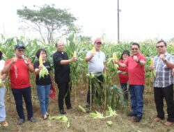 Panen Jagung di Minahasa, Wagub Kandouw Ungkap Jemaat Akan Terima KUR 50-100 Juta
