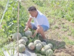 Panas Terik,  Gubernur Olly Nikmati Panen Melon di Kebun