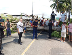 Breaking News: Pohon Tumbang di Ruas Jalan Trans Sulawesi, Bupati Lansung Turun Tangan