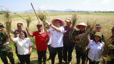 Program Mandiri 2024, Wagub Steven Panen dan Tanam Padi Bersama Poktan di Desa Wasian Kecamatan Kakas