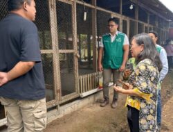 TJSL PLN Hadirkan Fasilitas Peternakan Ayam Lokal Berbasis Listrik di Tomohon